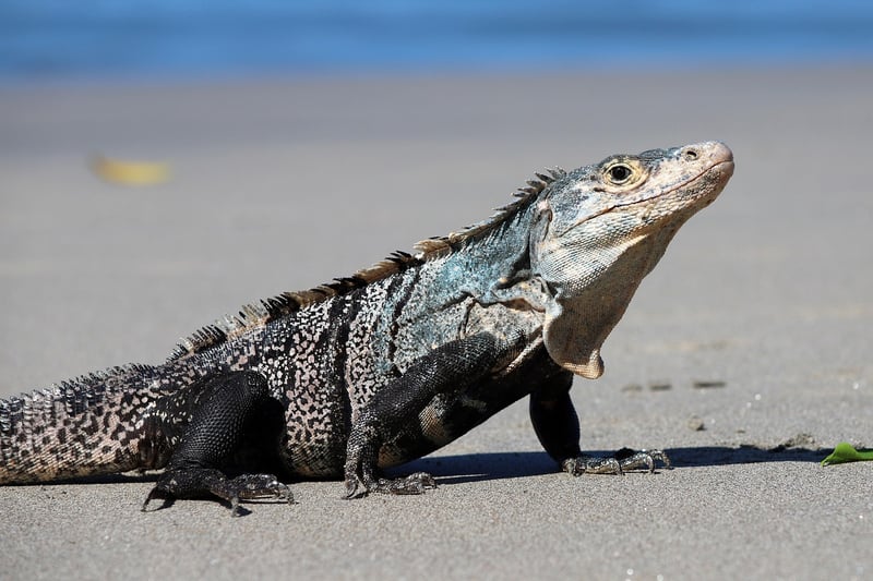 Marine iguana underwater